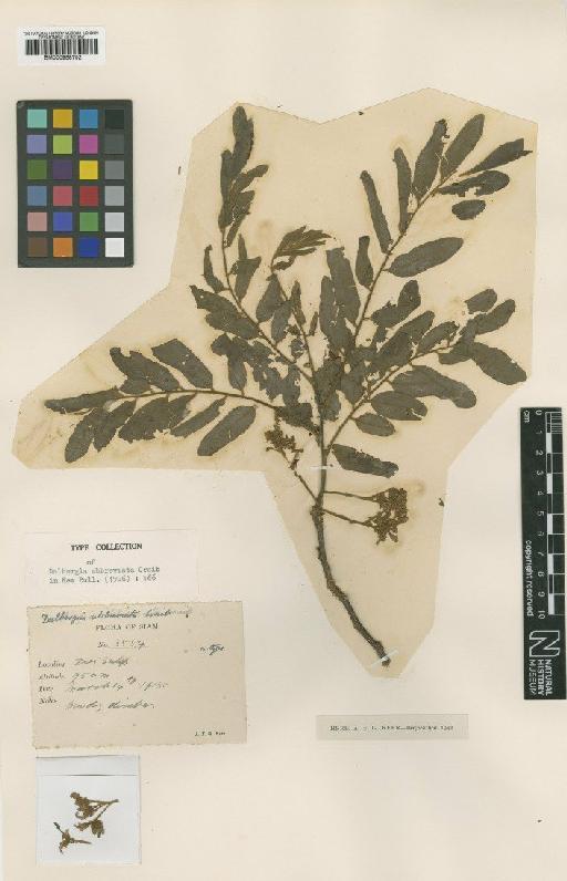 Dalbergia abbreviata Craib - BM000958702