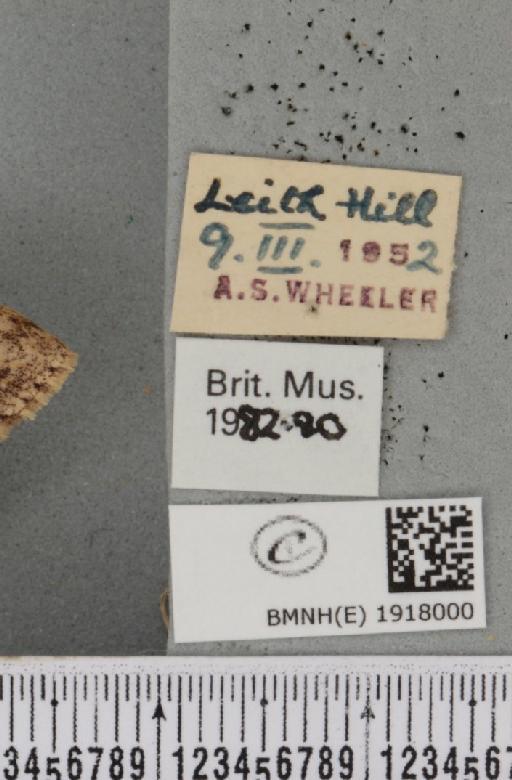 Ectropis crepuscularia (Denis & Schiffermüller, 1775) - BMNHE_1918000_label_481681