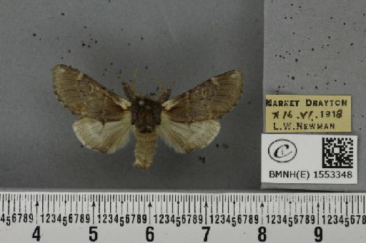 Notodonta dromedarius (Linnaeus, 1758) - BMNHE_1553348_244486