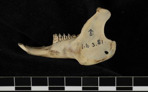 Sylvilagus minensis Thomas 1901 - 1901_11_3_81-Sylvilagus_minensis-holotype-Skull-Mandible-Lateral