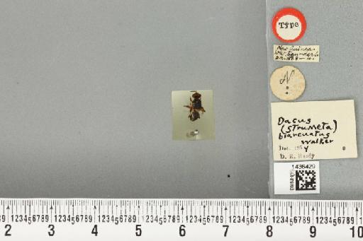 Bactrocera (Bactrocera) biarcuata (Walker, 1865) - BMNHE_1436429_30527