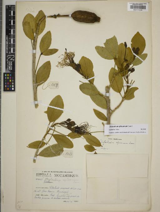 Thilachium africanum Lour. - BM000802395