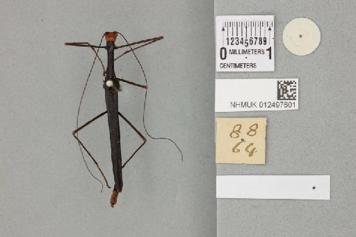 Orthonecroscia ruficeps Kirby, 1904 - 012497601_reverse