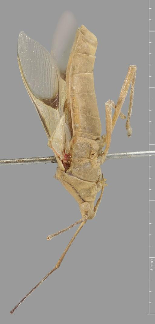 Homoeocerus parallelus Walker, 1871 - Homoeocerus parallelus-BMNH(E)884102-Holotype male lateral