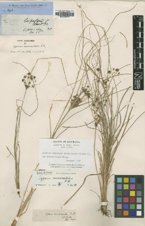 Mariscus sporobolus var. sexflorus (R.Br.) Kük. - BM000990832