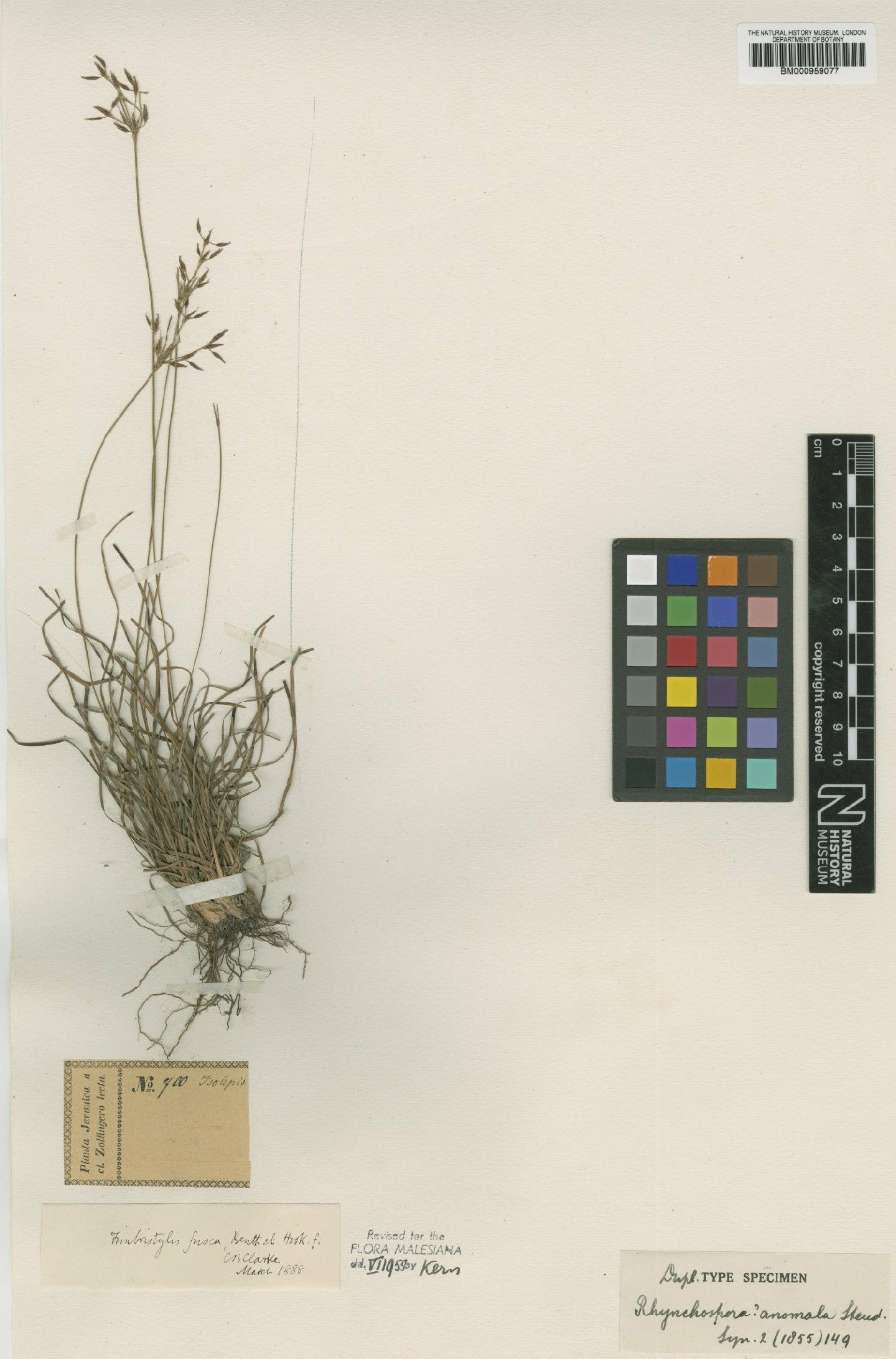 To the Natural History Museum, London (Fimbristylis fusca (Nees) Benth. ex C.B.Clarke BM000959077 type 1)