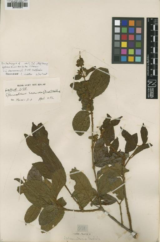 Sphenodesme racemosa (C.Presl) Moldenke - BM000950246