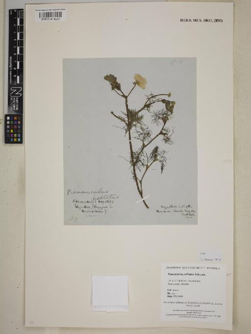 Ranunculus peltatus Schrank - BM013414320