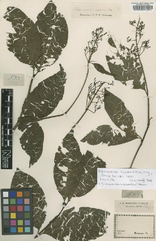 Palicourea croceoides Desv. ex Ham. - BM000055825