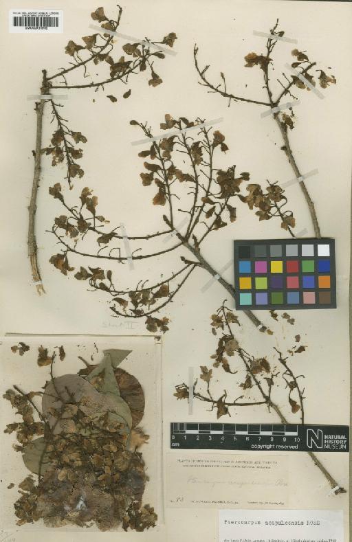 Pterocarpus acapulcensis Rose - BM000931909