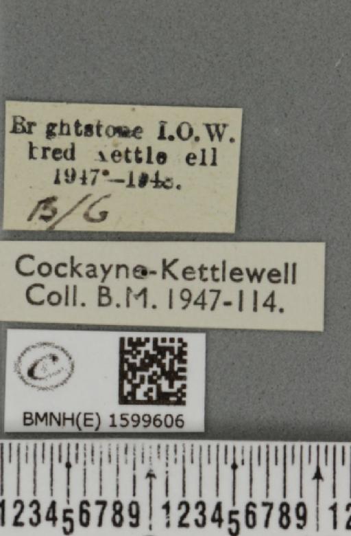 Rhodometra sacraria ab. rosea Oberthür, 1896 - BMNHE_1599606_label_300420