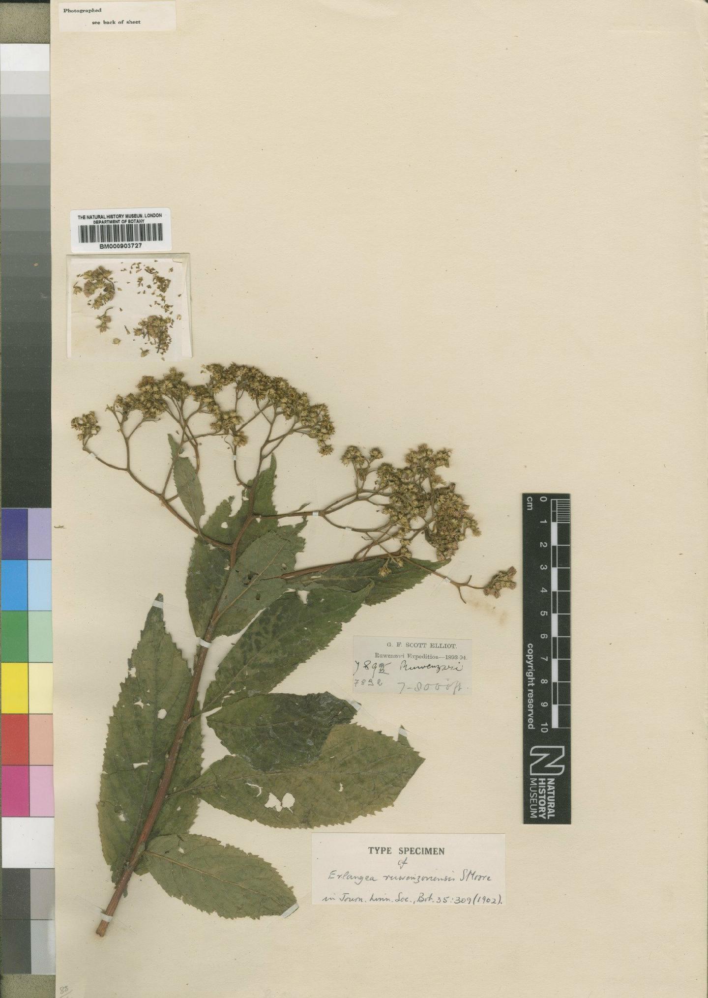 To NHMUK collection (Erlangea ruwenzoriensis Moore; Type; NHMUK:ecatalogue:4528733)