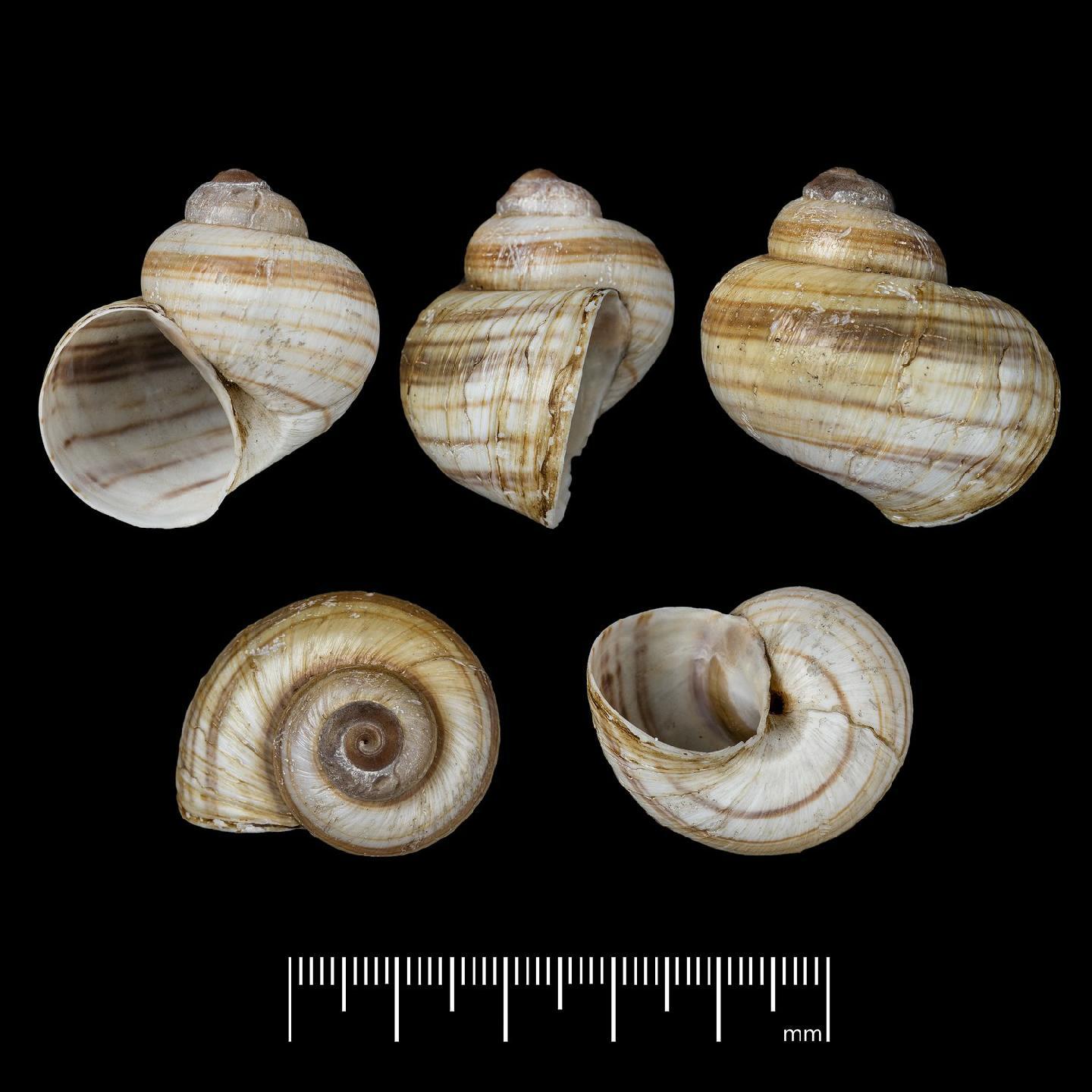 To NHMUK collection (Ampullaria holostoma Morelet, 1860; SYNTYPE; NHMUK:ecatalogue:7787895)