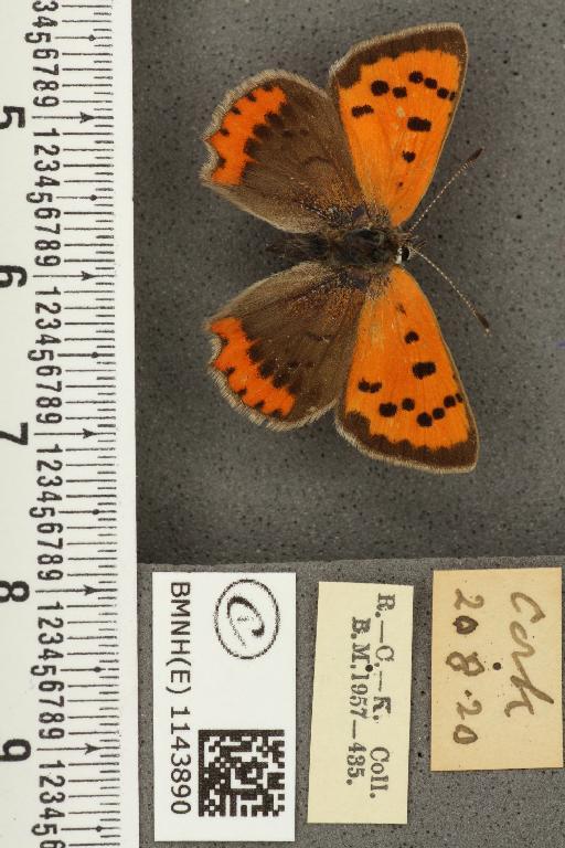 Lycaena phlaeas eleus ab. basilipuncta Tutt, 1906 - BMNHE_1143890_108787