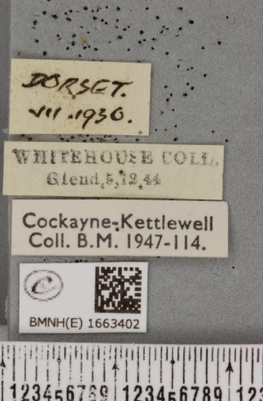 Coscinia cribraria bivittata (South, 1900) - BMNHE_1663402_label_283131