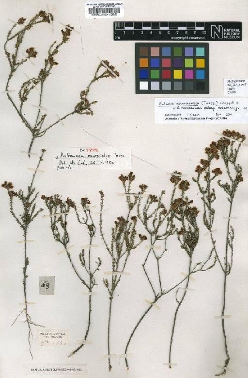 Pultenaea neurocalyx Turcz. - BM000544654