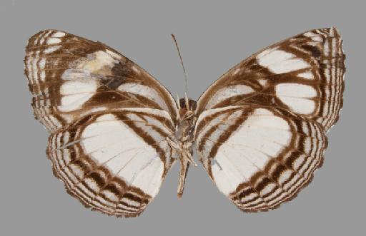 Neptis trigonophora Butler - BMNH(E)#1719040_Neptis_trigonophora_Butler_holotype_male_ventral