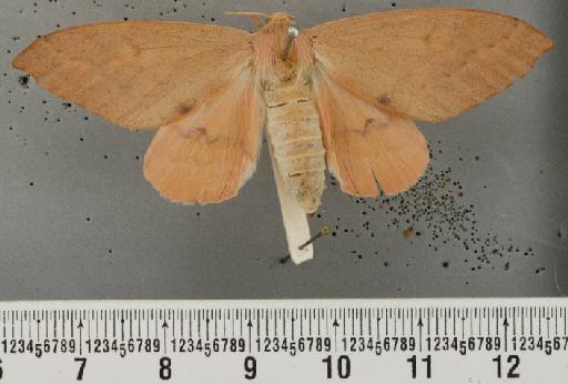 Arhodia retractaria Walker, 1860 - Arhodia retractaria Walker syntype female 1377203 dorsal