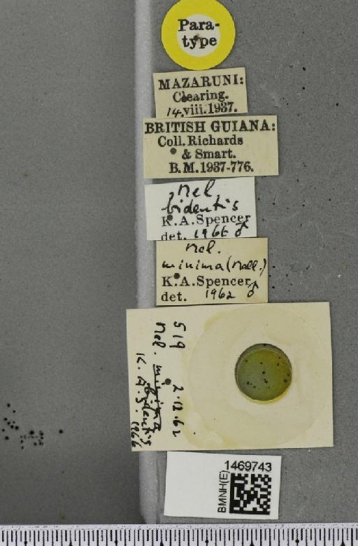 Melanagromyza bidentis Spencer, 1966 - BMNHE_1469743_label_45101