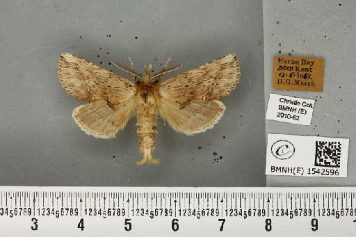Pterostoma palpina palpina (Clerck, 1759) - BMNHE_1542596_246867