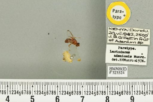 Dacus (Psilodacus) adenionis (Munro, 1984) - BMNHE_525324_38689