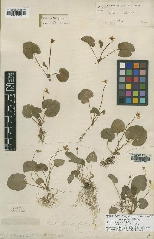 Viola blanda Willd. - BM001024242