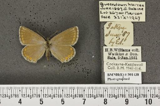 Lysandra bellargus ab. pallida Austin, 1890 - BMNHE_501438_181623