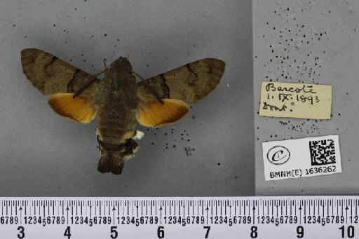 Macroglossum stellatarum (Linnaeus, 1758) - BMNHE_1636262_205974