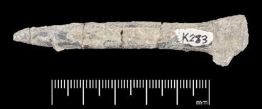 Passaloteuthis milleri (Phillips, 1867) - PI CC 1137 - belemnite