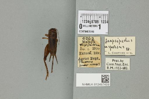 Velarifictorus aspersus (Walker, 1869) - 012497409_73476_92450