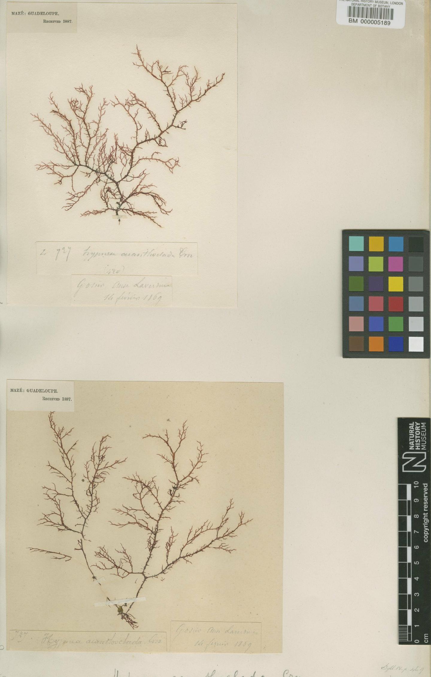 To NHMUK collection (Hypnea cervicornis Agardh; Type; NHMUK:ecatalogue:438185)