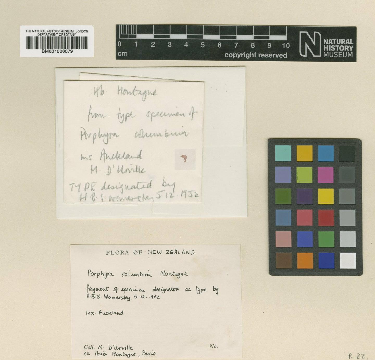 To NHMUK collection (Pyropia columbina (Mont.) W.A.Nelson; Type; NHMUK:ecatalogue:484328)