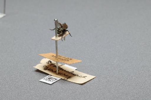 Sarcophaga (Myorhina) nigriventris Meigen, 1826 - 015091808_additional_1