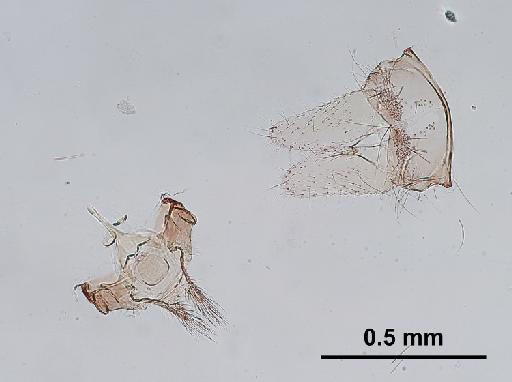 Trichomyia aurea Duckhouse, 1972 - Trichomyia_aurea-010210257-genitalia-100_0x-scale