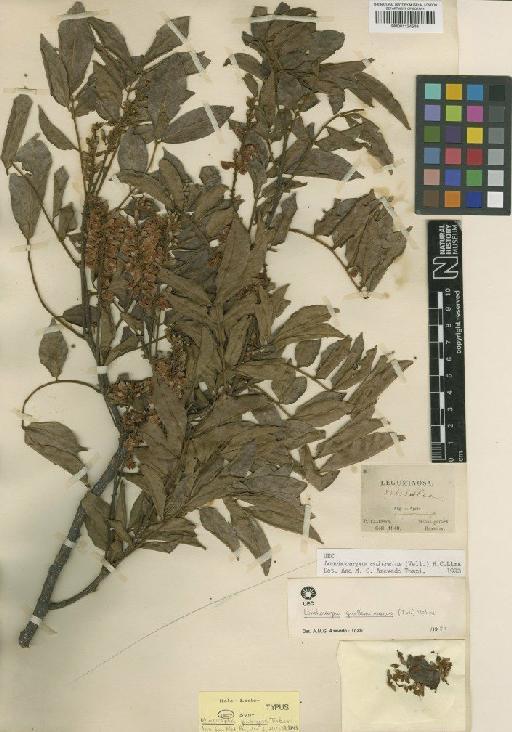 Lonchocarpus cultratus (Vell.) A.M.G.Azevedo & H.C.Lima - BM001124549