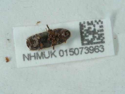 Ips sexdentatus (Börner, 1766) - 015073963_1