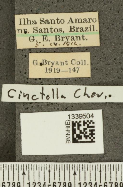 Isotes cinctella (Chevrolat, 1844) - BMNHE_1339504_label_21760