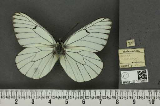 Aporia crataegi (Linnaeus, 1758) - BMNHE_1078965_70011