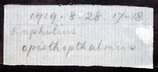 Amphilius opisthophthalmus Boulenger, 1919 - 1919.8.28.17-18; Amphilius opisthophthalmus; image of jar label; ACSI project image