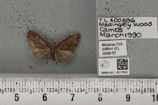 Eupithecia abbreviata Stephens, 1831 - BMNHE_1827541_398059