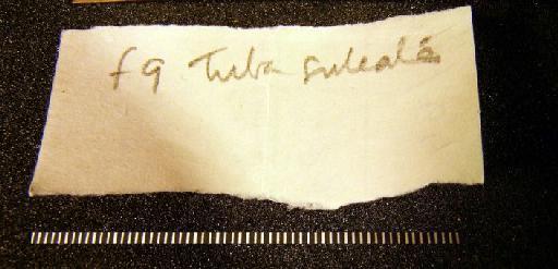 Turbo sulcatus Pilkington, 1804 - G 9406. Turbo sulcatus (label-2)