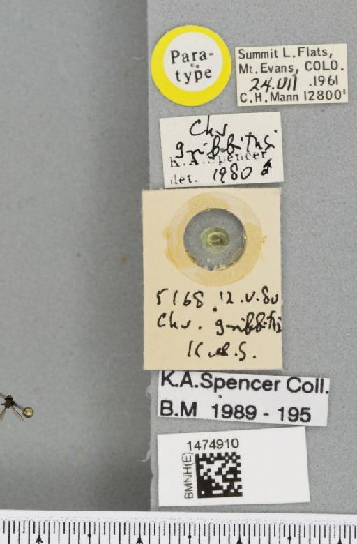 Chromatomyia griffithsi Spencer, 1986 - BMNHE_1474910_label_48409
