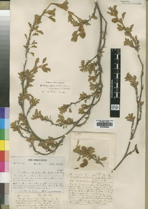 Kotschya strobilantha (Welw. ex Baker) Dewit & P.A.Duvign. - BM000842683