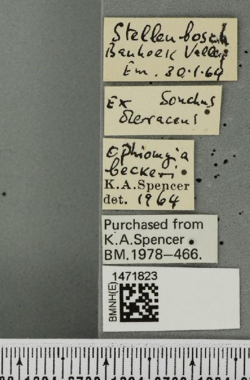 Ophiomyia beckeri (Hendel, 1923) - BMNHE_1471823_label_47038