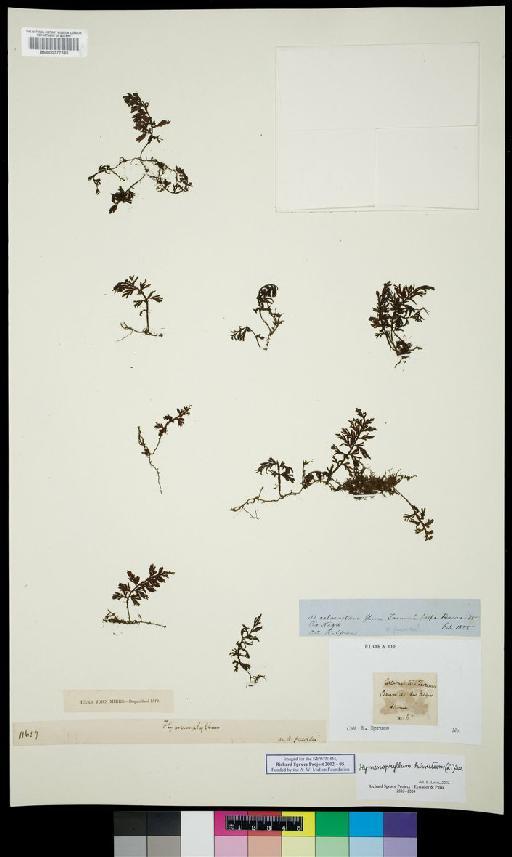 Hymenophyllum hirsutum (L.) Sw. - Spruce - BM000777385