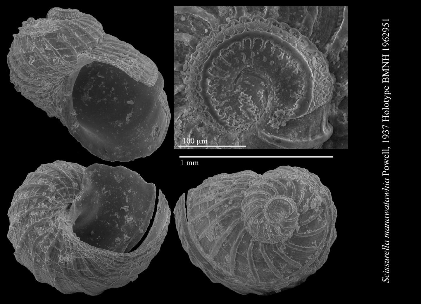 To NHMUK collection (Scissurella manawatawhia Powell, 1937; HOLOTYPE; NHMUK:ecatalogue:2369962)