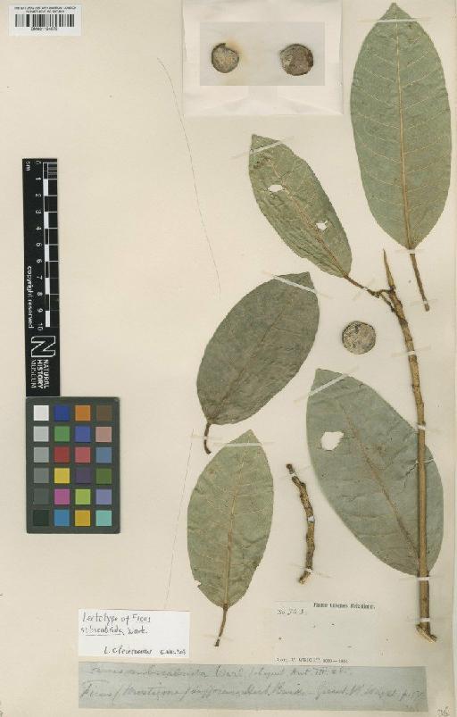 Ficus maxima Mill - BM001124979