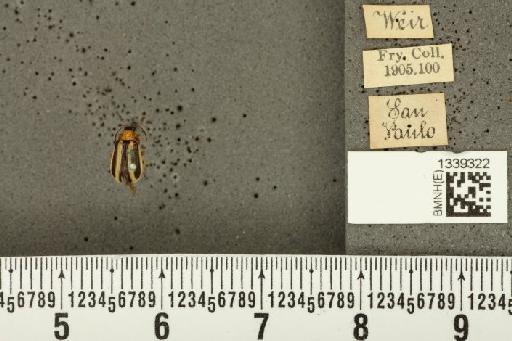 Acalymma bivittulum (Kirsch, 1883) - BMNHE_1339322_20504