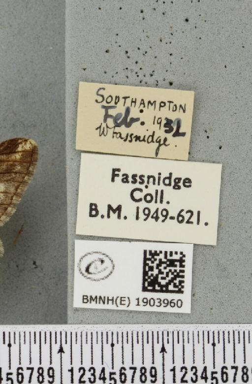 Agriopis leucophaearia (Denis & Schiffermüller, 1775) - BMNHE_1903960_label_463043