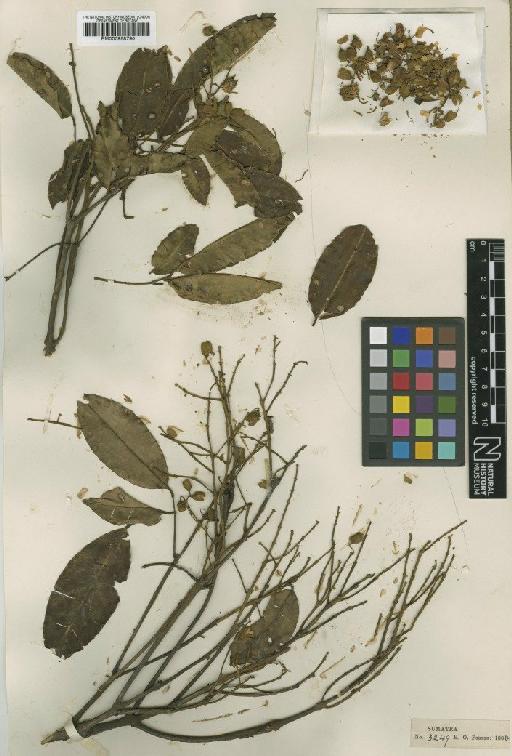 Ormosia palembanica S.Moore - BM000958790